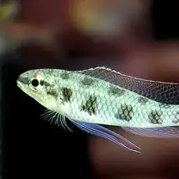 Chessboard Cichlid, photo 1