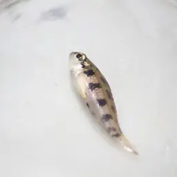 Chessboard Cichlid, photo 2