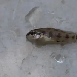 Chessboard Cichlid, photo 3