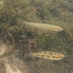 Chessboard Cichlid, photo 6
