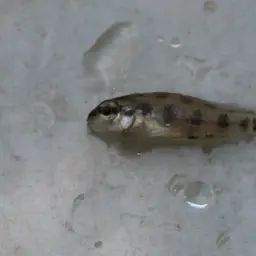 Chessboard Cichlid, photo 8