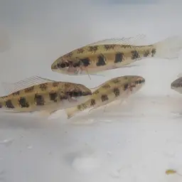 Chessboard Cichlid, photo 9