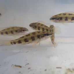 Chessboard Cichlid, photo 10