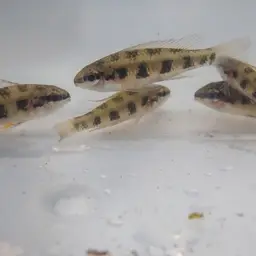 Chessboard Cichlid, photo 11