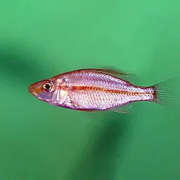 Malawi Eyebiter, photo 2