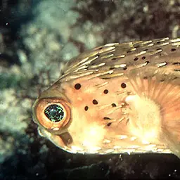 Porcupinefish