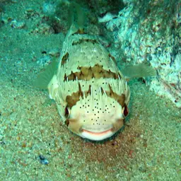 Porcupinefish, photo 2