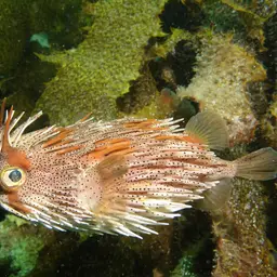 Porcupinefish, photo 3