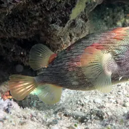 Porcupinefish, photo 4