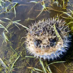 Porcupinefish, photo 5