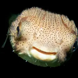 Porcupinefish, photo 6