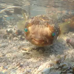 Porcupinefish, photo 7