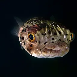 Porcupinefish, photo 8