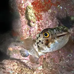 Porcupinefish, photo 9