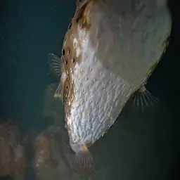 Porcupinefish, photo 11