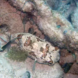 Porcupinefish, photo 12