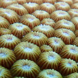 Double-star Coral