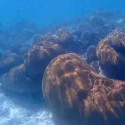 Double-star Coral, photo 2