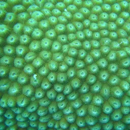 Double-star Coral, photo 3
