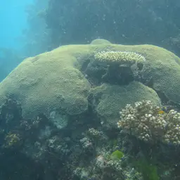 Double-star Coral, photo 4