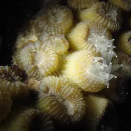 Double-star Coral, photo 5