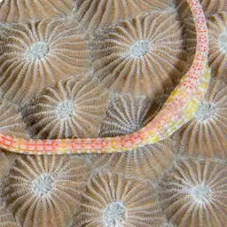 Double-star Coral, photo 6