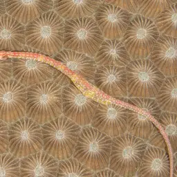 Double-star Coral, photo 7