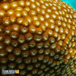 Double-star Coral, photo 8
