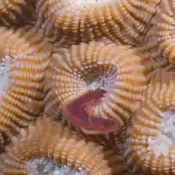 Double-star Coral, photo 9
