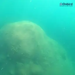 Double-star Coral, photo 10