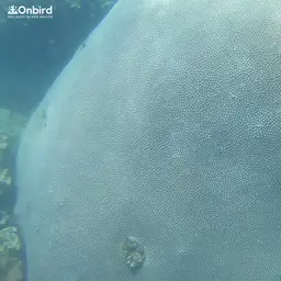 Double-star Coral, photo 11