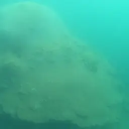 Double-star Coral, photo 12