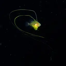 Barred Soapfish