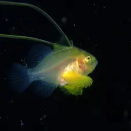 Barred Soapfish, photo 2