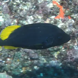 Barred Soapfish, photo 3