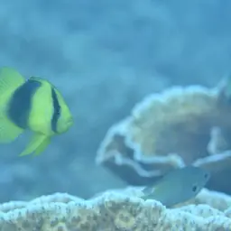 Barred Soapfish, photo 4