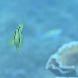 Barred Soapfish, photo 5