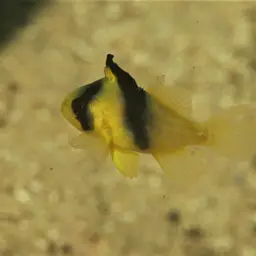 Barred Soapfish, photo 6