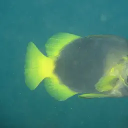 Barred Soapfish, photo 7