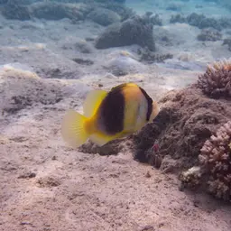Barred Soapfish, photo 8