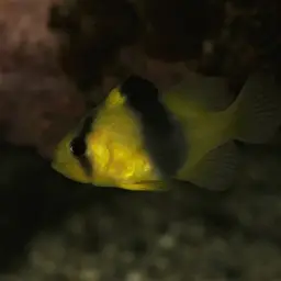 Barred Soapfish, photo 9