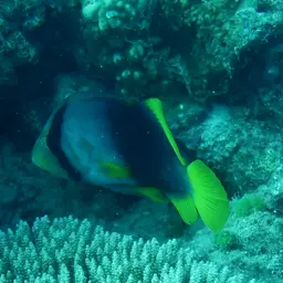 Barred Soapfish, photo 10