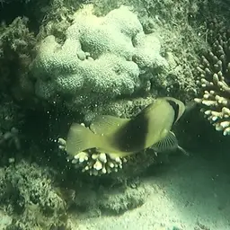 Barred Soapfish, photo 11