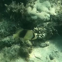 Barred Soapfish, photo 12