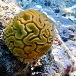 Brain Coral