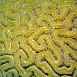 Brain Coral, photo 2