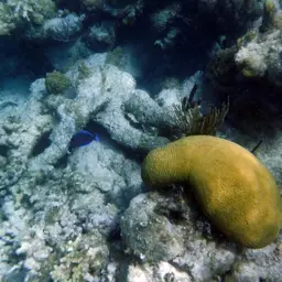 Brain Coral, photo 3