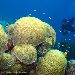 Brain Coral, photo 4