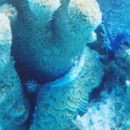 Brain Coral, photo 5