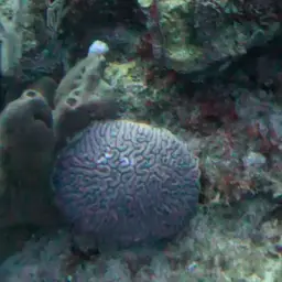 Brain Coral, photo 6